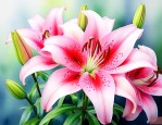 百合花香味有什么作用