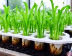 水培植物长绿藻怎么办