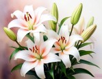 我喜欢百合花的原因是什么