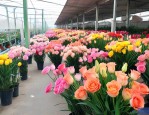 深圳龙华鲜花批发市场