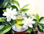 自己养的茉莉花能喝吗