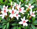 白花蛇舌草几月份采收