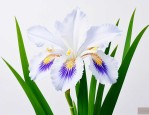 白色鸢尾花花语是什么