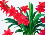 鸿运当头这个花怎么养