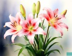 复活节百合花象征什么
