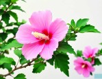 木槿花有哪些营养价值
