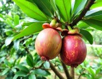 家里庭院能种山竹树吗