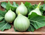 魔芋的价格是多少钱一斤