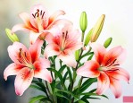 百合花火星之恋好养吗
