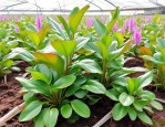 2025年水生植物公司种植