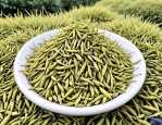 2025年麦冬草是什么东西