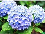 绣球花谢了还会再开吗