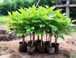高80公分鸡爪槭小苗