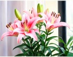 百合花室内还是室外养