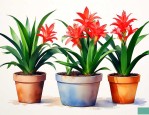 盆栽凤梨花的养殖方法