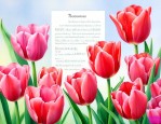 郁金香花语和寓意诗句