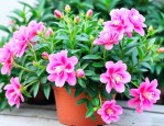 牡丹吊兰怎么养才开花