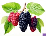 桑葚属于什么植物类型