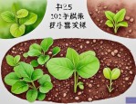 2025年种子萌发三个阶段
