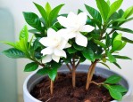 栀子花移植后怎么养护