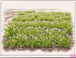 2025年挺水植物种植方法