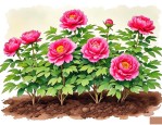 2025年牡丹花苗种植方法
