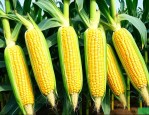 四川玉米种子高产品种