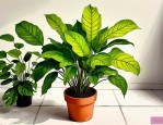 2025年植物能够除甲醛吗