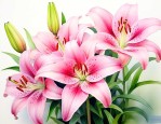 百合花代表是什么意思