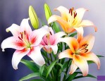 百合花各种颜色的寓意