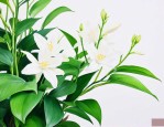 绿萝花喝了有什么好处