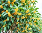 桂花树怎么养才长得好