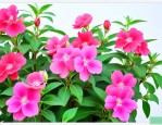 凤仙花染指甲什么颜色