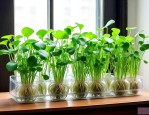 室内最好养的水培植物