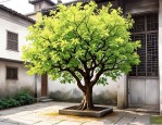2025年皂角树在院内好吗