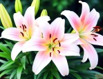 百合花茹志鹃阅读答案