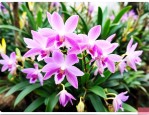 石斛花的价格多少1斤
