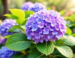2025年绣球的花语是什么