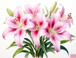 百合花的根是吃的百合吗