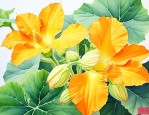 南瓜花是雌花还是雄花