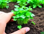 香菜种子多久才能发芽