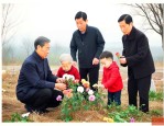 给长辈上坟用什么鲜花