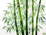 竹子是中国特有植物吗