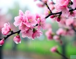 海棠微雨共归途电视剧