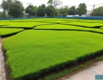 2025年种植绿化草坪价格