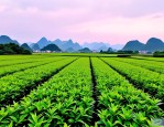 2025年广西草花苗木价格