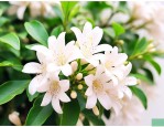 九里香怎样才能开花结果