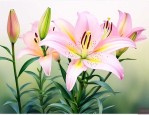 百合花花落以后怎么办