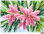 侧柏开花是什么样子的