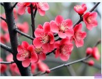 红色腊梅花的养殖方法